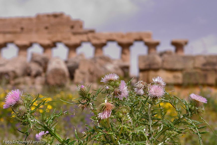 fiori di campo (10)