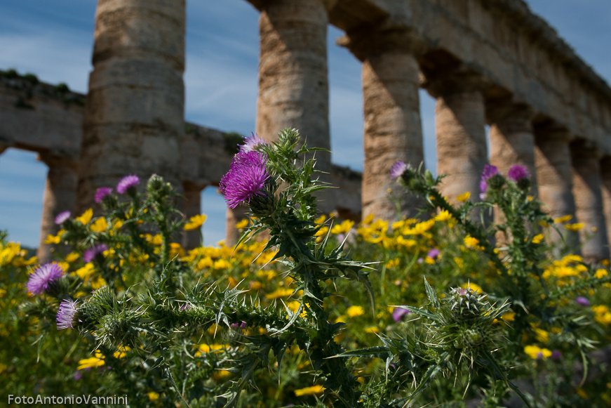 fiori di campo (12)