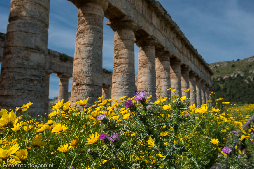 fiori di campo (13)