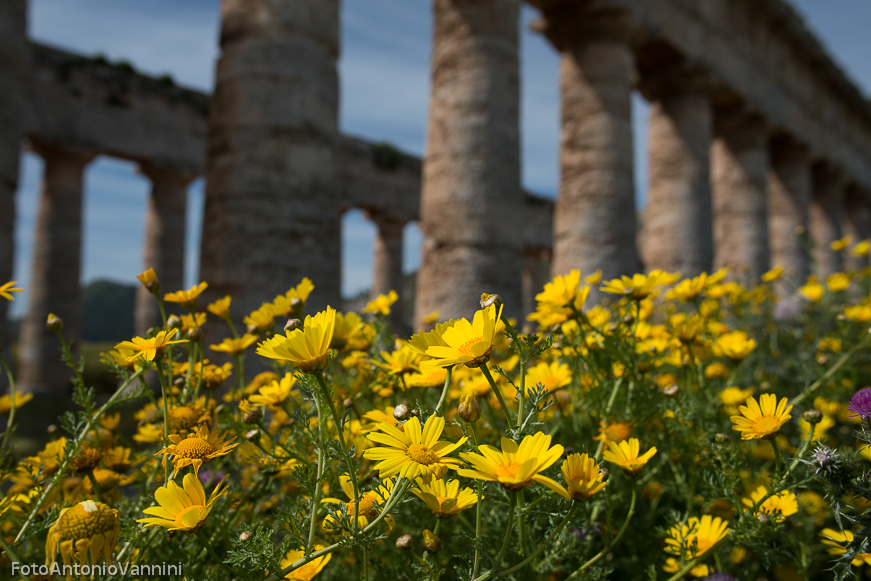 fiori di campo (14)