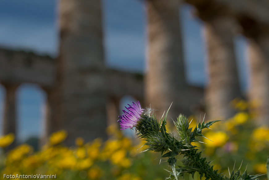 fiori di campo (15)