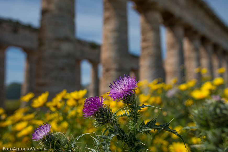 fiori di campo (16)