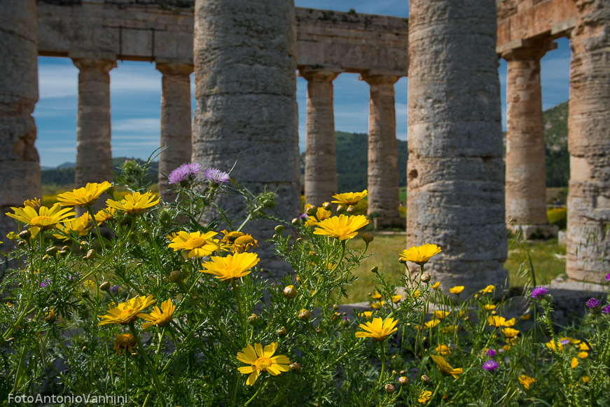 fiori di campo (17)