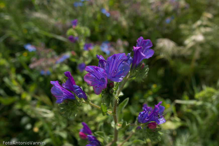 fiori di campo (18)