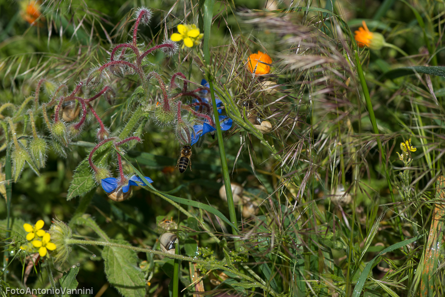 fiori di campo (19)