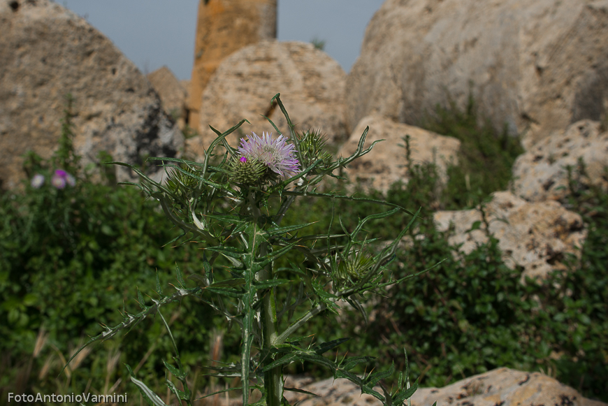 fiori di campo (1)