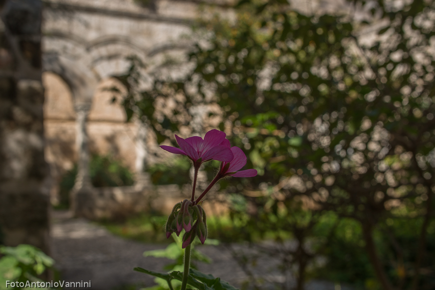 fiori di campo (20)