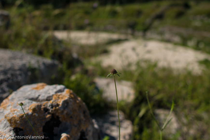 fiori di campo (25)