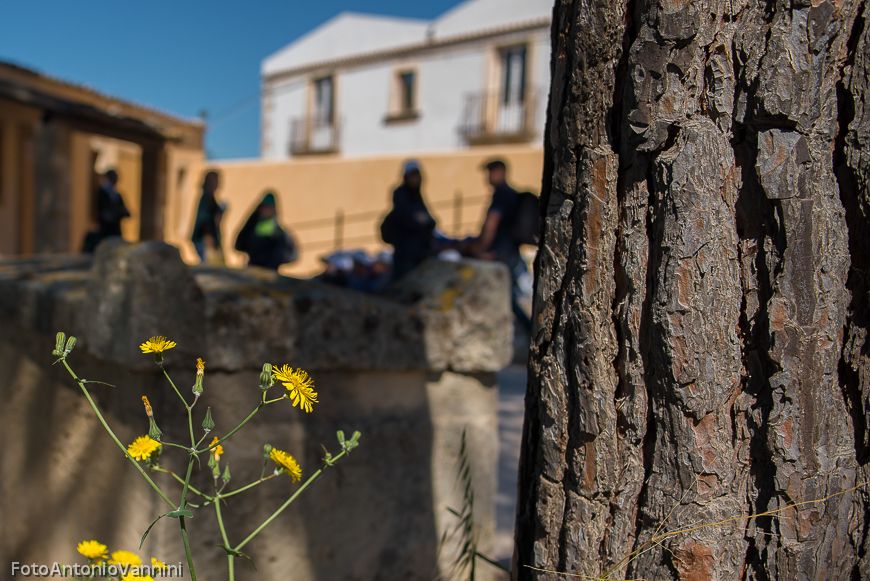 fiori di campo (26)