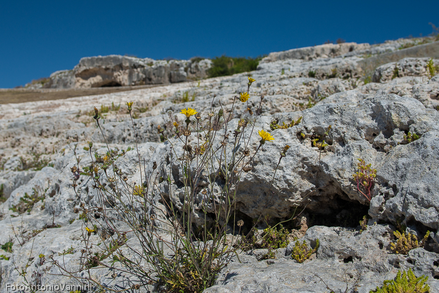 fiori di campo (29)