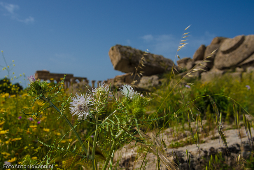 fiori di campo (2)