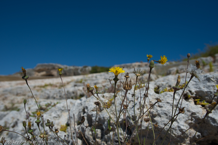 fiori di campo (30)