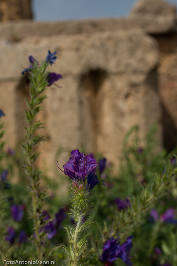 fiori di campo (35)