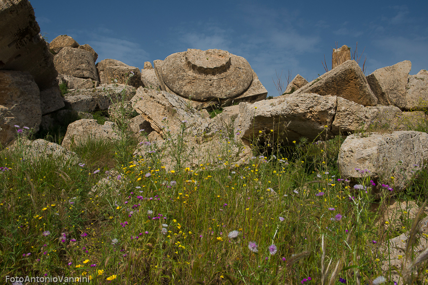 fiori di campo (36)