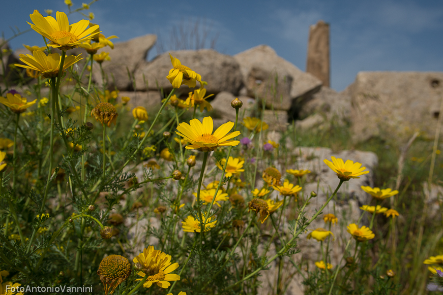 fiori di campo (37)