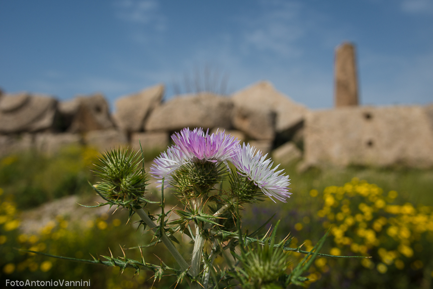 fiori di campo (3)