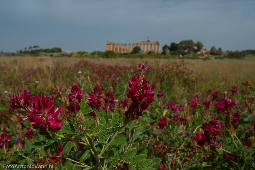 fiori di campo (4)