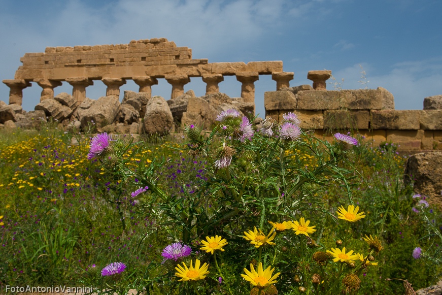 fiori di campo (5)