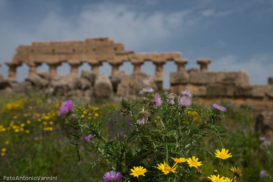 fiori di campo (6)