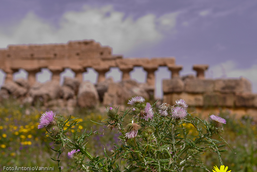 fiori di campo (8)