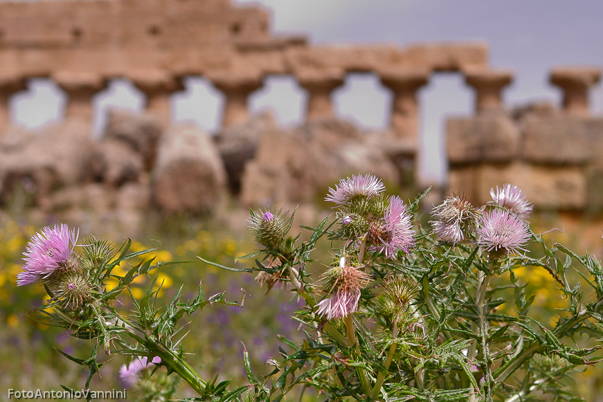 fiori di campo (9)