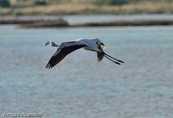 volo fenicottero18