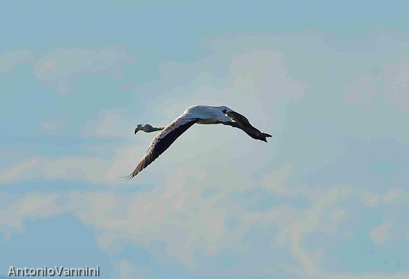 volo fenicottero20